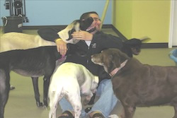 man playing and surrounded by at least 5 different doggy large dogs inside a room with green and blue walls, daycare in myrtle beach