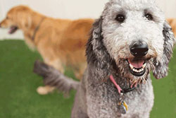 closeup of a happy sheep dog-like dog in an indoor play yard with a golden retriever in the background at camp bow wowdoggy daycare in myrtle beach